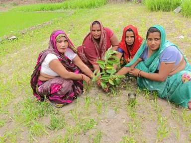 Tree Plantation Drive